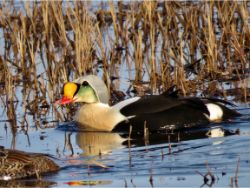 King Eider